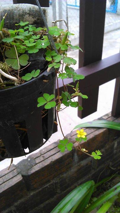 Thao Nguyen Phat Homestay Hoi An Luaran gambar