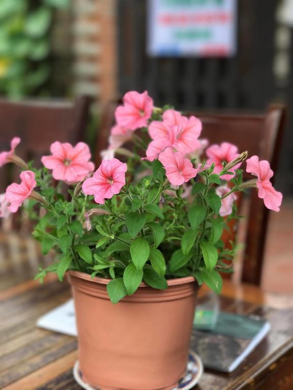 Thao Nguyen Phat Homestay Hoi An Luaran gambar
